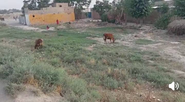 زمین 18بسوه فروشی _ولایت کندز