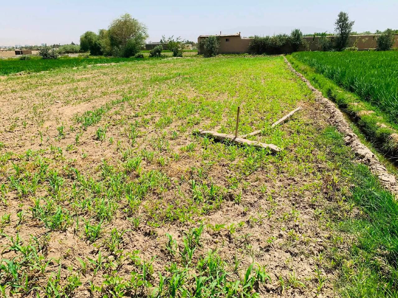 زمین 10بسوه فروشی تالقان-تخار