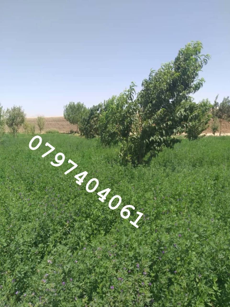 دخرڅ_ ځمکه 21جریبه گیلان والسوالی-غزنی