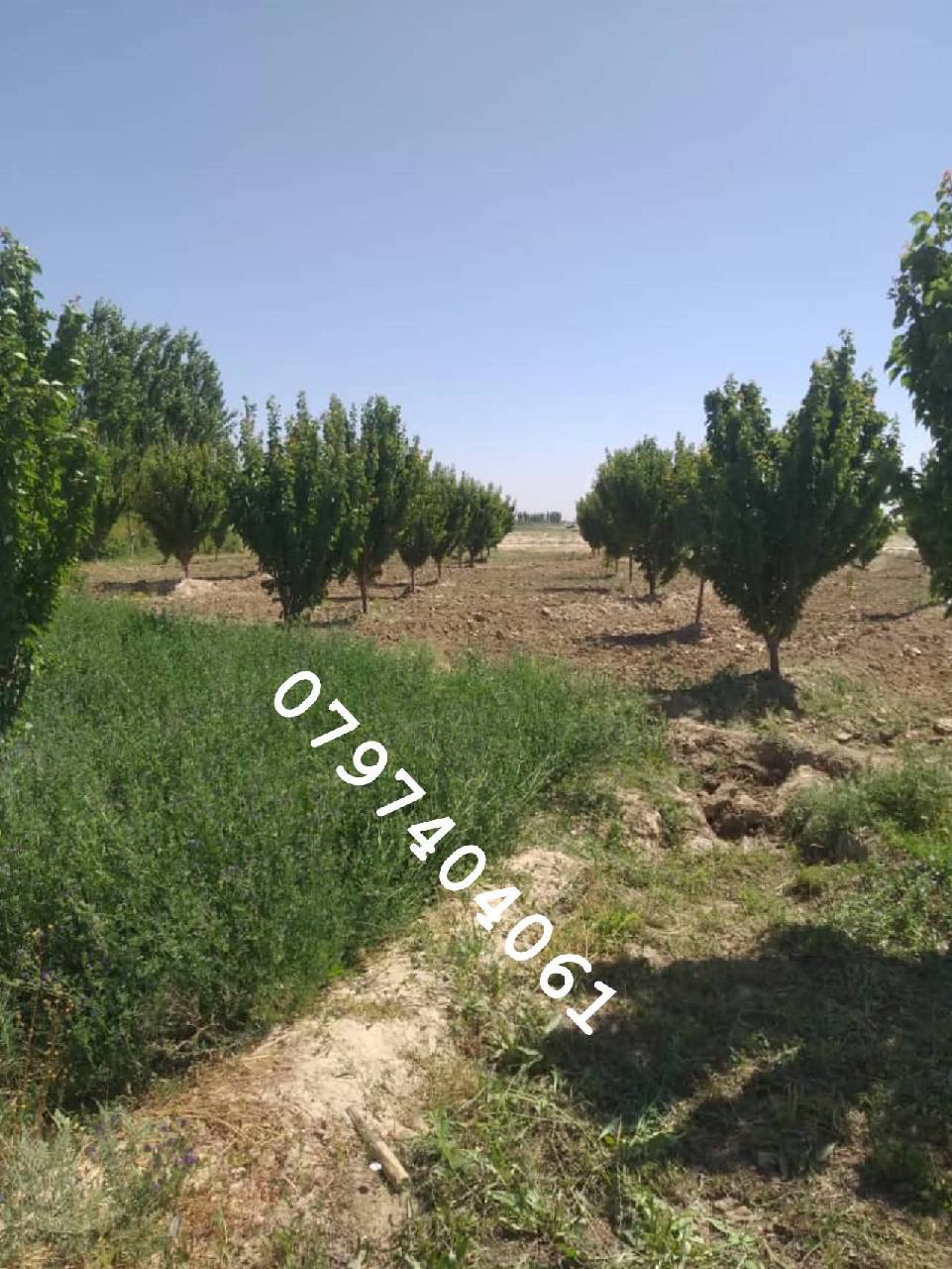 دخرڅ_ ځمکه 21جریبه گیلان والسوالی-غزنی