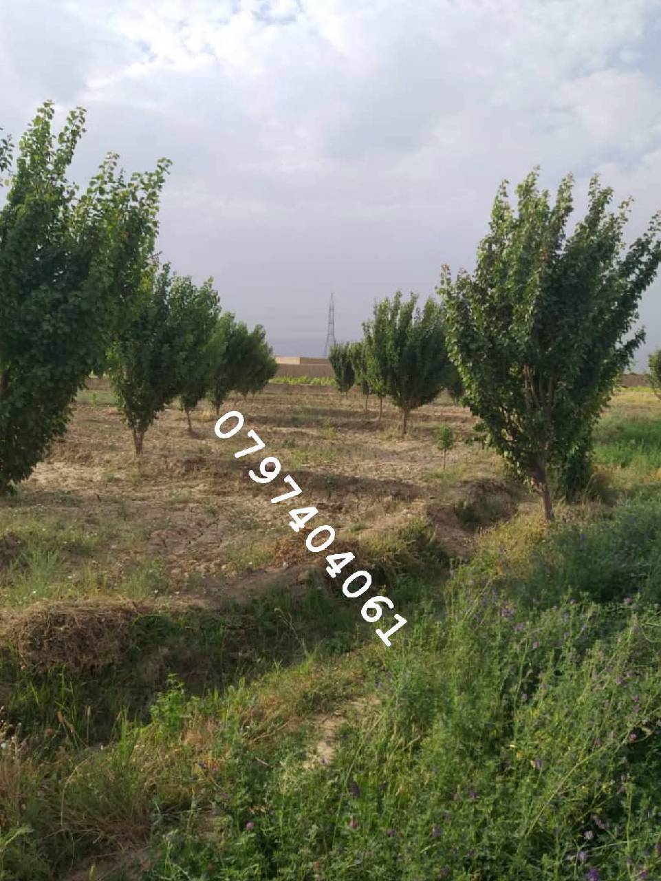 دخرڅ_ ځمکه 21جریبه گیلان والسوالی-غزنی