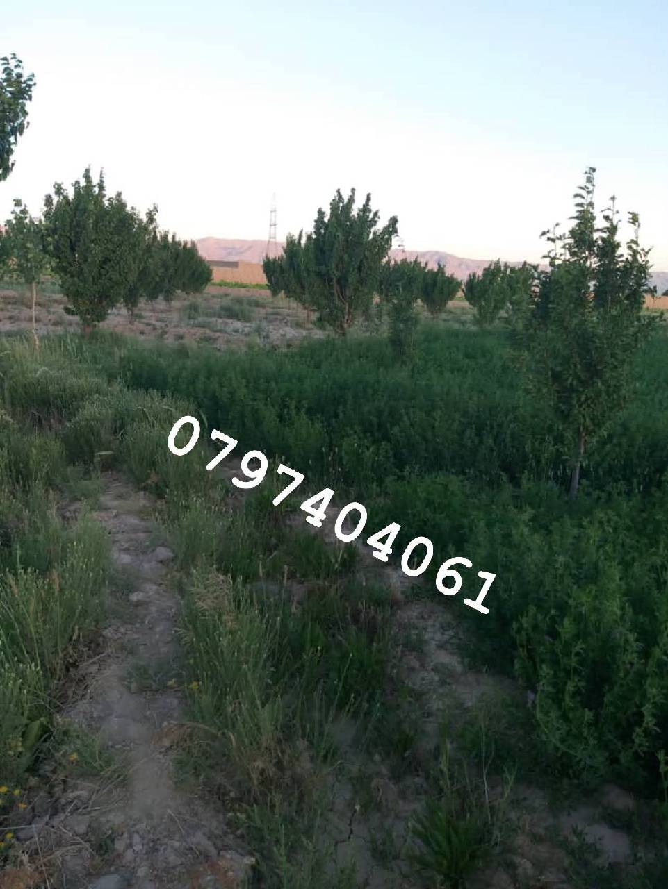 دخرڅ_ ځمکه 21جریبه گیلان والسوالی-غزنی