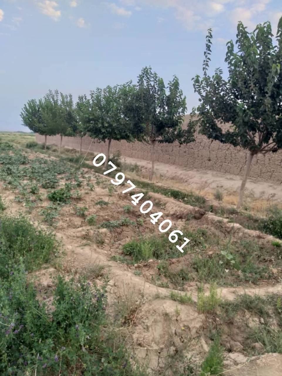 دخرڅ_ ځمکه 21جریبه گیلان والسوالی-غزنی