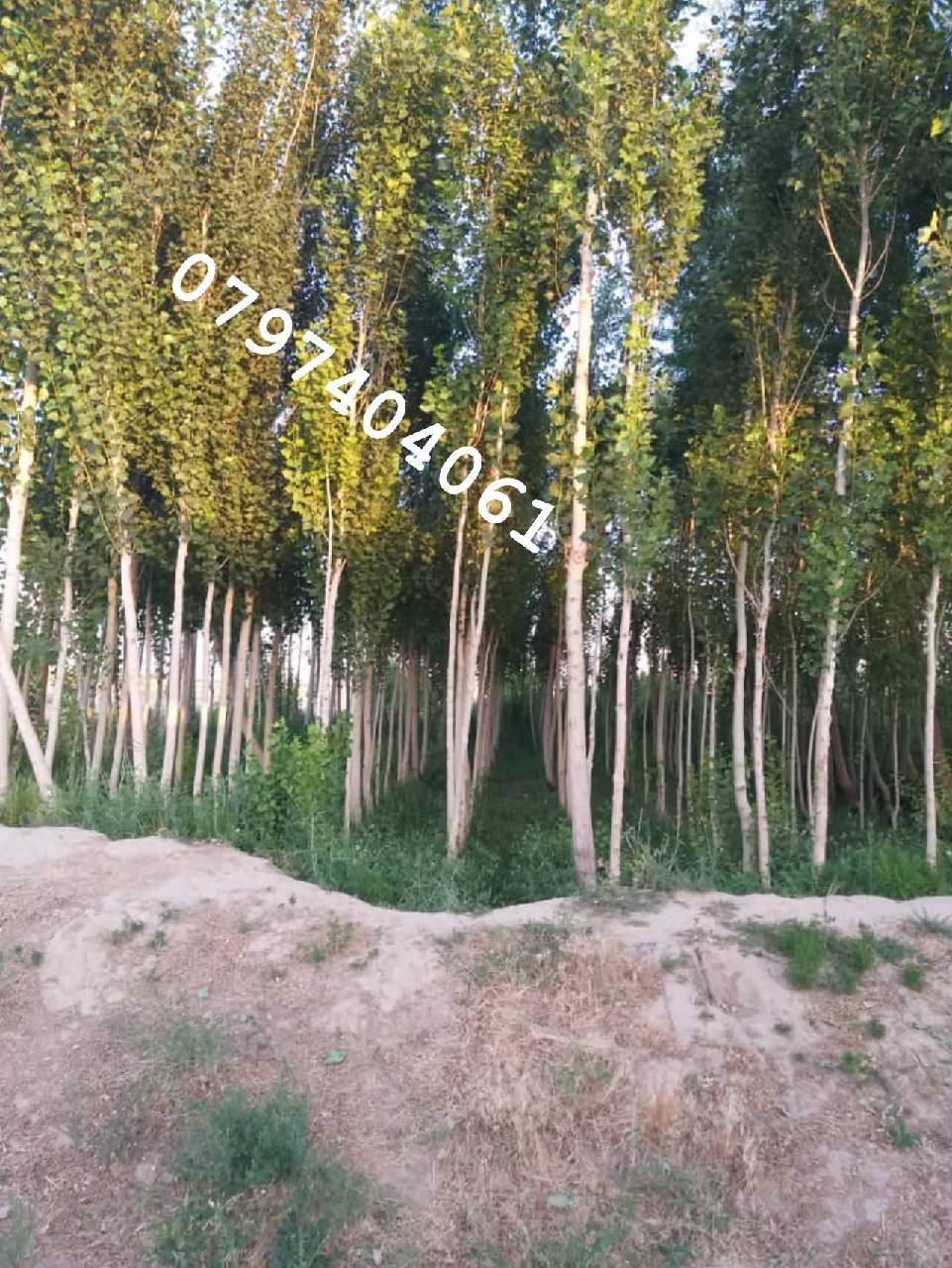دخرڅ_ ځمکه 21جریبه گیلان والسوالی-غزنی