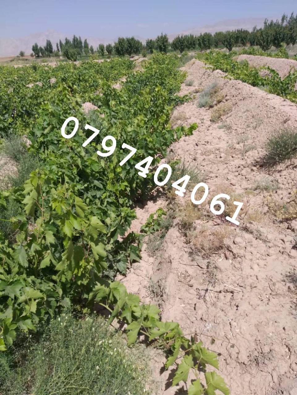 دخرڅ_ ځمکه 21جریبه گیلان والسوالی-غزنی