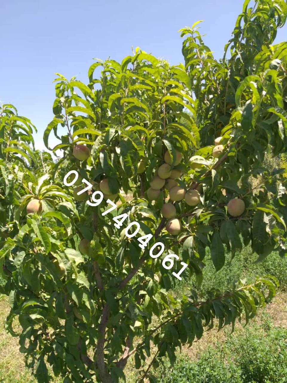 دخرڅ_ ځمکه 21جریبه گیلان والسوالی-غزنی