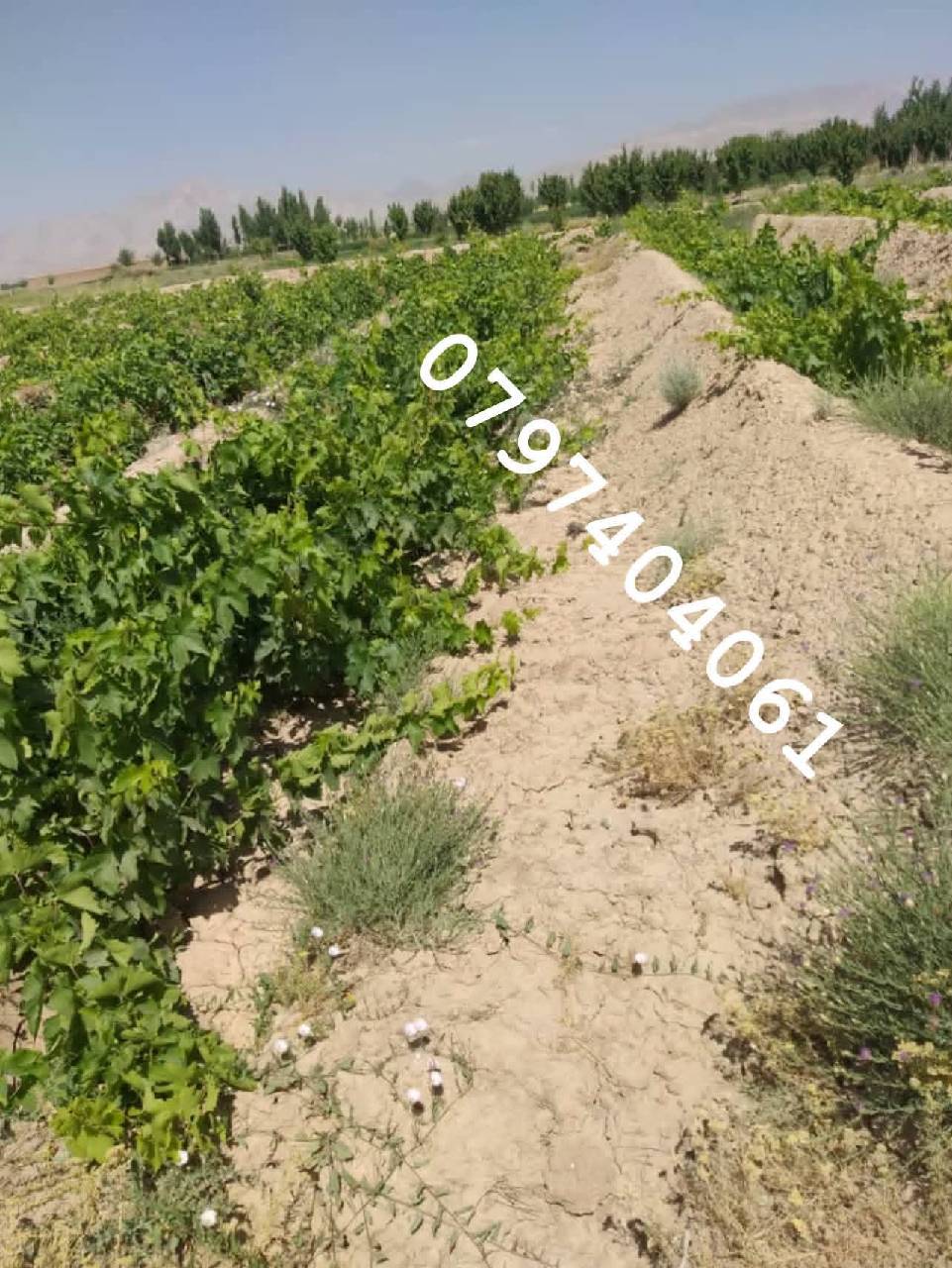 دخرڅ_ ځمکه 21جریبه گیلان والسوالی-غزنی