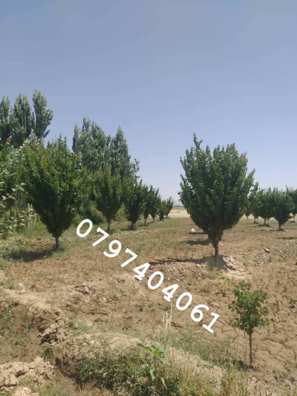 دخرڅ_ ځمکه 21جریبه گیلان والسوالی-غزنی