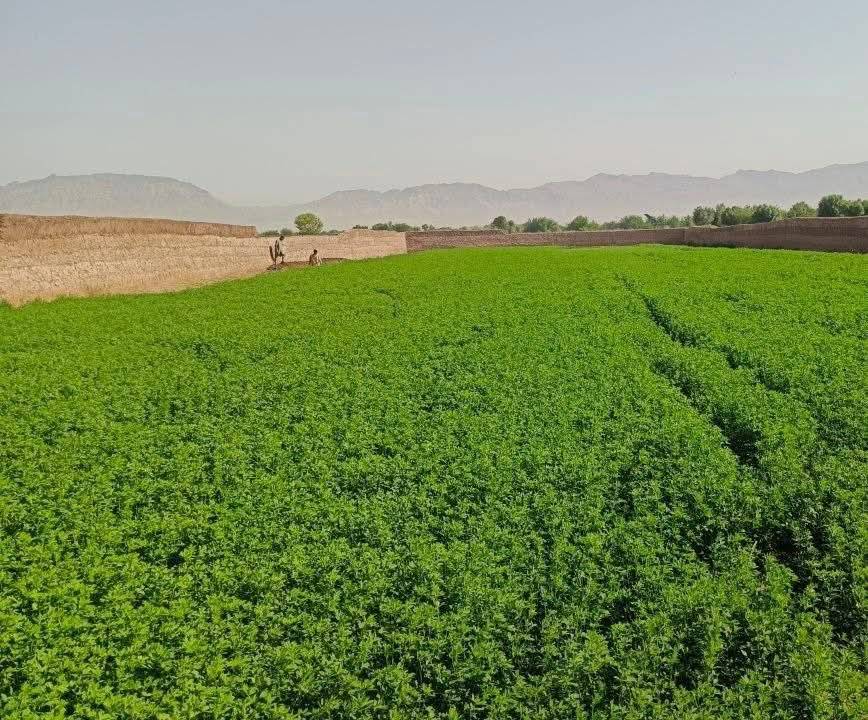 زمین فروشی قریه نقره، هرات