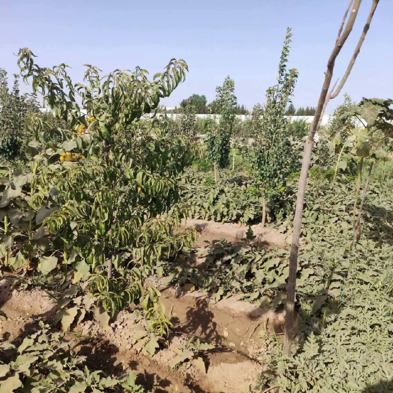 باغ رویایی مساحت ۴٠٠ متر-هرات سرک پل هاشمی