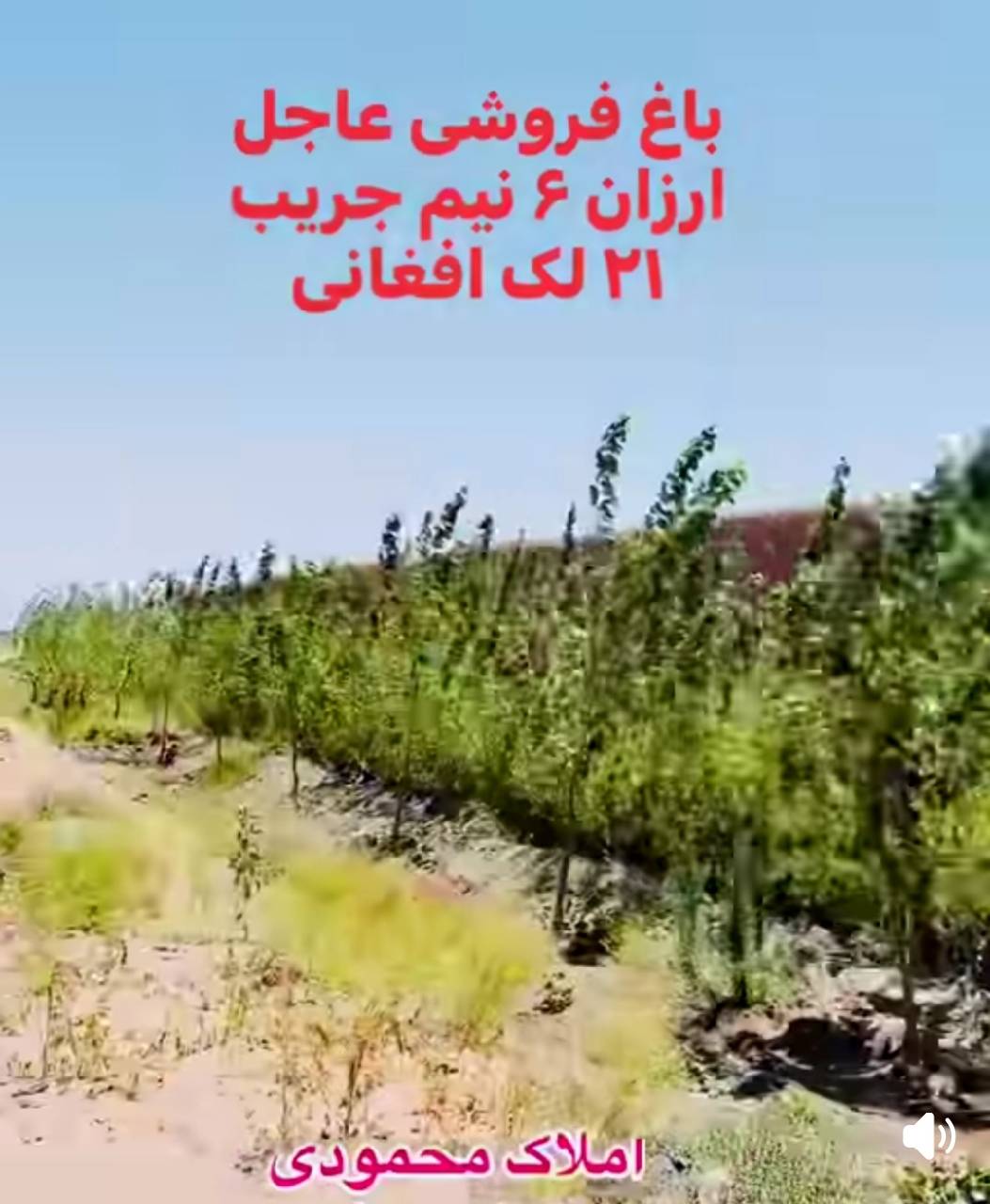 باغ فروشی- شش ونیم جریب هرات پند پاشدان