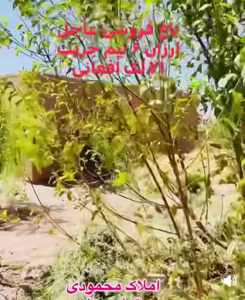 باغ فروشی- شش ونیم جریب هرات پند پاشدان