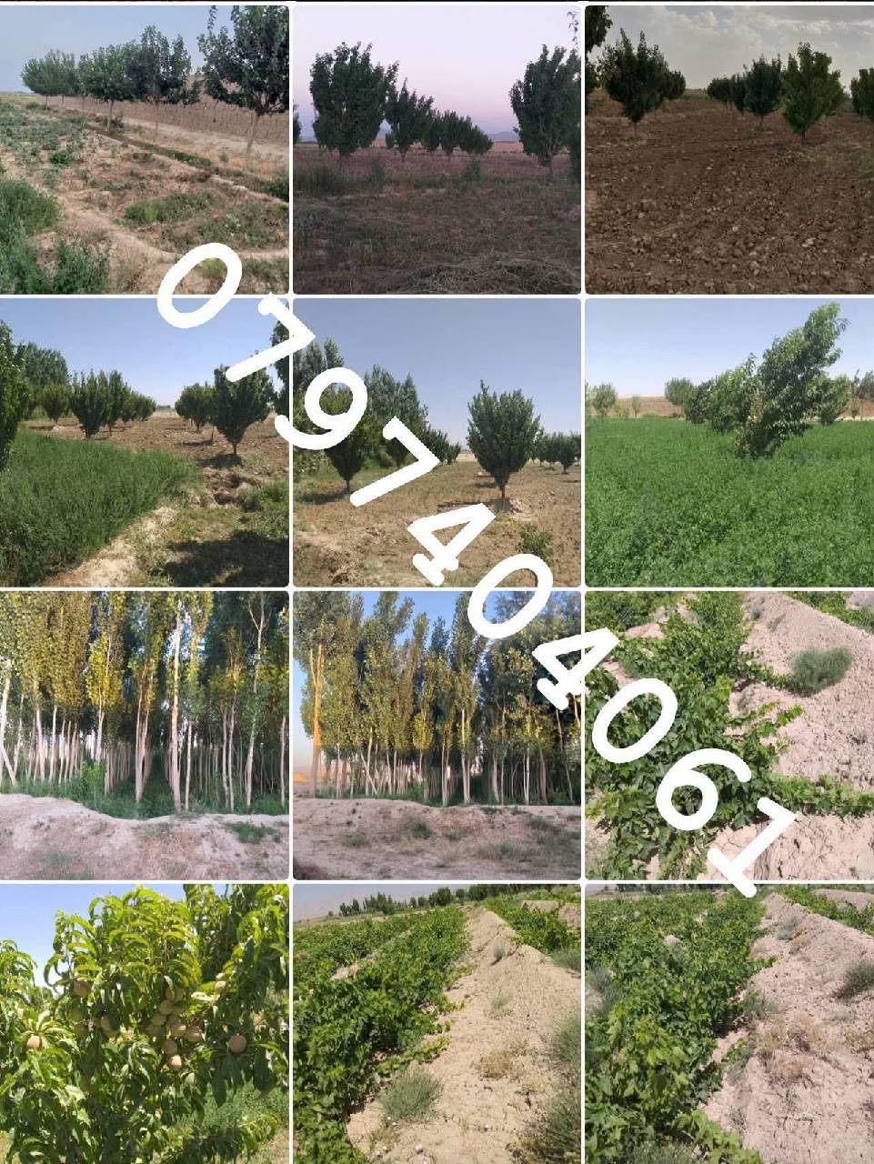 دخرڅ 20 جریبه، گیلان ولسوالی _غزنی