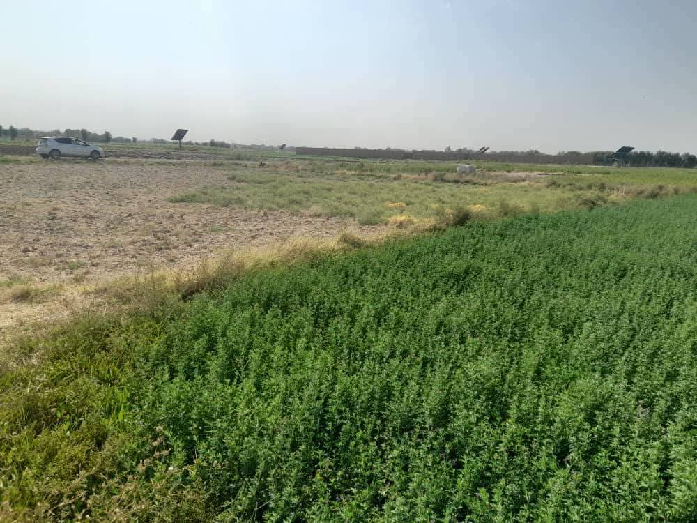 3دانگ زمین فروشی _هرات